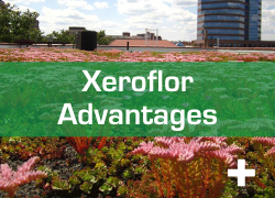 Advantages of Xeroflor green roofs